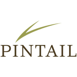 Pintail